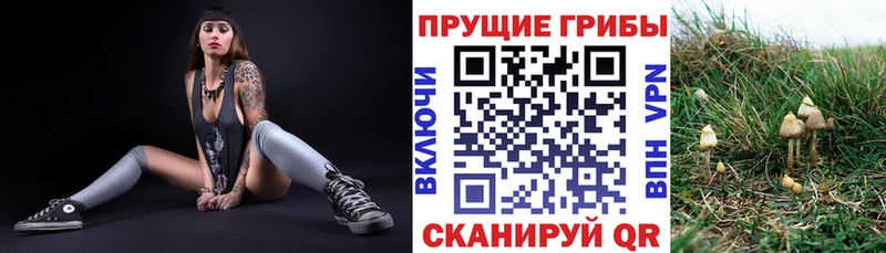 Галлюциногенные грибы Psilocybine cubensis Городовиковск